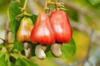 Cashew Nut Shell (Anacardium occidentale L.) Extract: A Natural Solution for Reducing Methane Emissions in Ruminants